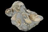 Fossil Ammonite Cluster - South Dakota #115077-3